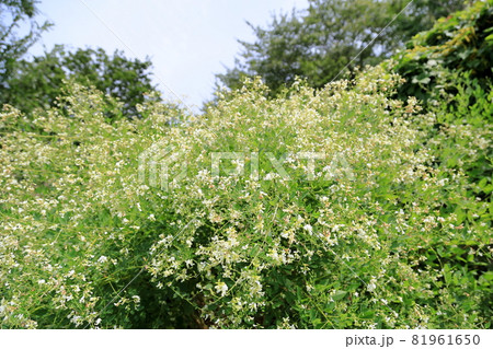 白萩の花 81961650