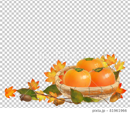 籃子裡的成熟柿子、楓葉、橡子等。秋天的味道白色背景矢量插圖素材 籃子裡的成熟柿子、楓葉、橡子等。秋天的味道白色背景矢量插圖素材 81961966