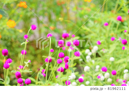 センニチコウの花 81962111