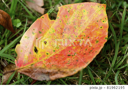 紅葉して落葉した柿の葉っぱ 上に虫食いの写真素材