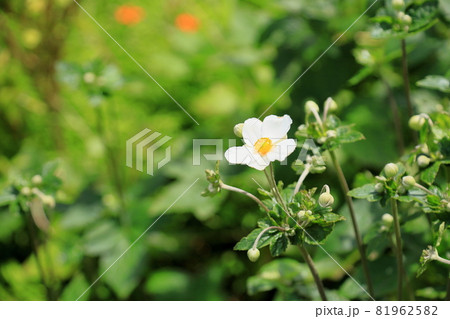 シュウメイギクの花 シュウメイギクの花 81962582