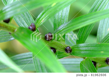 オニユリのむかごのアップ 81962606