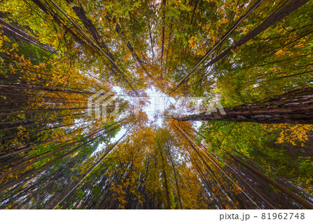 Ultra wide angle upward shot in autumn daylight forest, Cloudy weather. Ultra wide angle upward shot in autumn daylight forest, Cloudy weather. 81962748