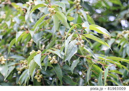 可愛いどんぐりの実 81963009