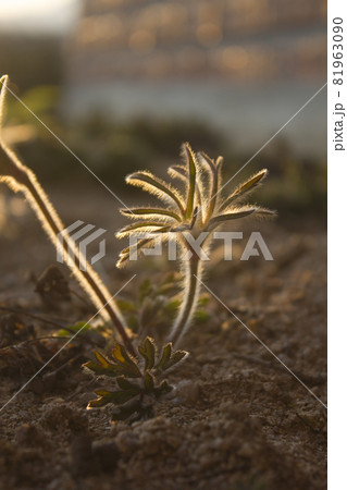 葉 木の葉 植物 81963090