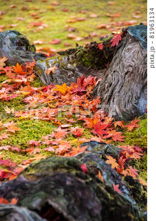 Gorgeous Japanese colorful maple leaves on the green ground between tree roots. 81963134