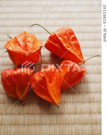 ほうずき ほうずき 81963142