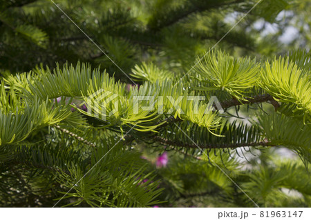 木 モミ 葉 81963147