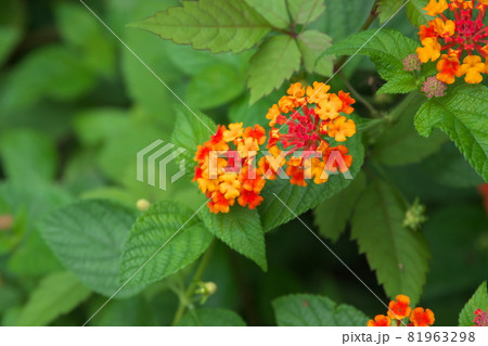 ランタナの赤花【緑背景】 ランタナの赤花【緑背景】 81963298