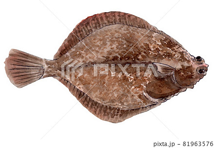 メイタガレイの手描き水彩画 81963576