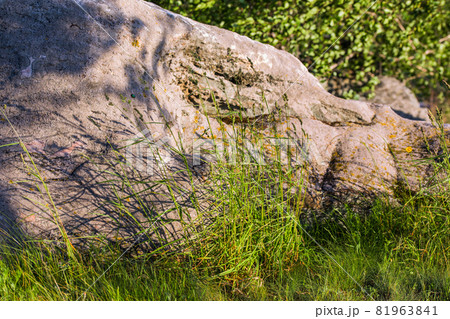 large stone with tall grass large stone with tall grass 81963841