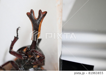 正面を向くカブトムシのツノに残る蛹の跡 81963855