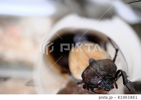 羽の白い羽化したばかりのカブトムシのメス 81963861