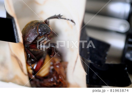 お腹を乾かせるカブトムシのメス 81963874