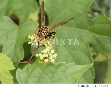 野葡萄の花に来たセグロアシナガバチ 81963963