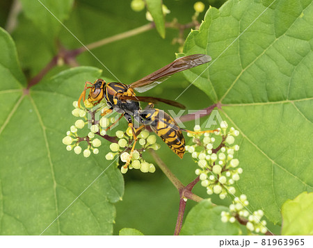 野葡萄の花に来たセグロアシナガバチ 野葡萄の花に来たセグロアシナガバチ 81963965