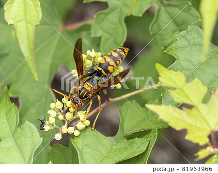 野葡萄の花に来たセグロアシナガバチ 野葡萄の花に来たセグロアシナガバチ 81963966