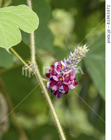 クズの花 クズの花 81963972