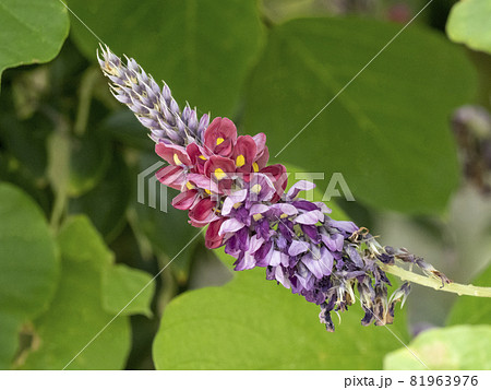 クズの花 クズの花 81963976