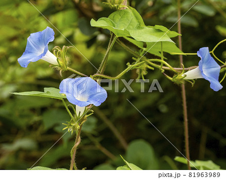 青いアメリカアサガオの花の写真素材