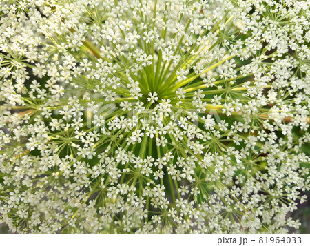 植物 花 白 81964033