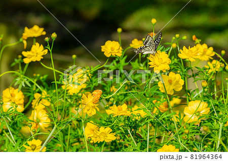 黄色いキバナコスモスとキアゲハ、花畑と蝶々、コスモス、きいろのはな、秋の花、黄色、きいろ、 81964364