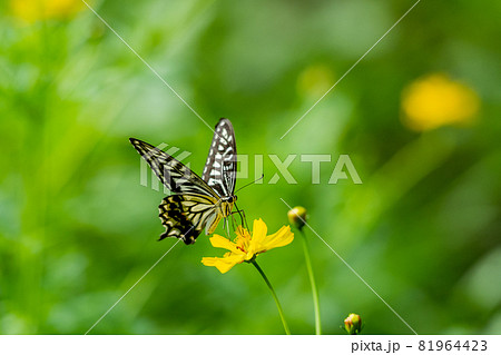 黄色いキバナコスモスとキアゲハ、花畑と蝶々、コスモス、きいろのはな、秋の花、黄色、きいろ、 黄色いキバナコスモスとキアゲハ、花畑と蝶々、コスモス、きいろのはな、秋の花、黄色、きいろ、 81964423