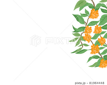 金木犀のフレームにも背景にも使えるイラストのイラスト素材