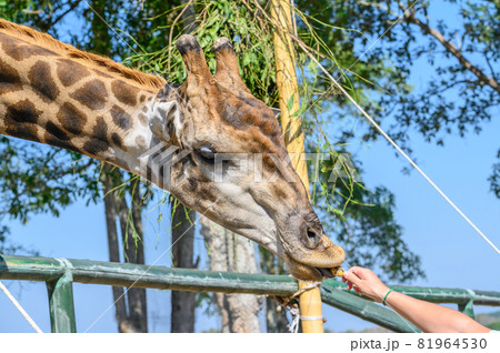 Cropped shot view of human hand feeding banana to Giraffe (or Giraffa) in conservation park. The giraffe is a long-necked ruminant of the African savannah, the tallest living land animal. 81964530