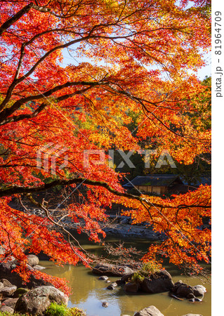 香嵐渓の紅葉 香嵐渓の紅葉 81964709