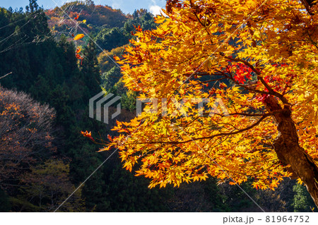 香嵐渓の紅葉 81964752