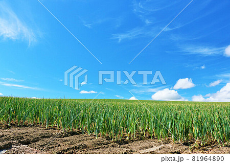 北海道 秋の青空と玉ねぎ畑 北海道 秋の青空と玉ねぎ畑 81964890