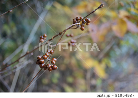 秋のヘクソカズラの実/11月日本 秋のヘクソカズラの実/11月日本 81964937