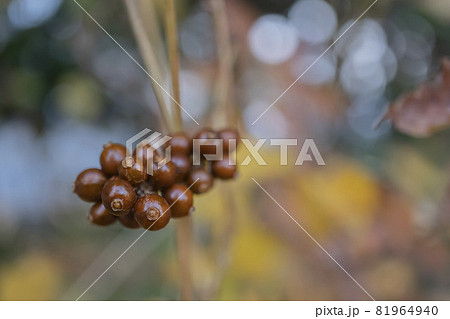 秋のヘクソカズラの実をクローズアップ 11月日本の写真素材