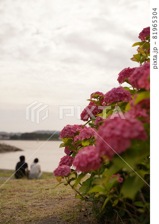ピンク 紫陽花 海 カップル あじさい アジサイ 花 梅雨 6月 雨 緑 野外 公園 八景島の写真素材