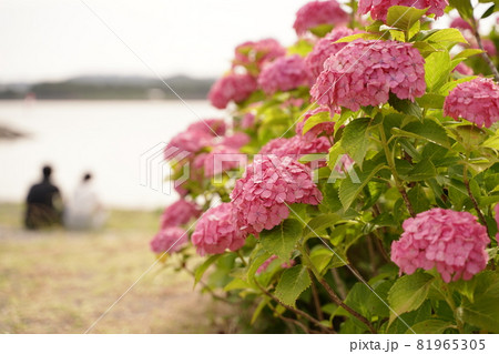ピンク　紫陽花　海　カップル　あじさい　アジサイ　花　梅雨　6月　雨　緑　野外　公園　八景島 81965305
