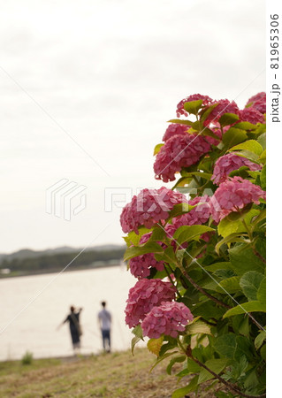 ピンク　紫陽花　海　カップル　あじさい　アジサイ　花　梅雨　6月　雨　緑　野外　公園　八景島 81965306