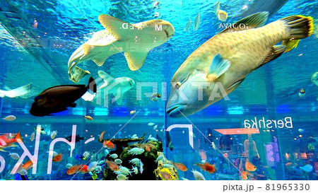 南国の海とガラスに反射する文字 南国の海とガラスに反射する文字 81965330