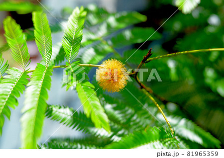 観葉植物 エバーフレッシュの花 観葉植物 エバーフレッシュの花 81965359