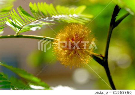 観葉植物 エバーフレッシュの花の写真素材
