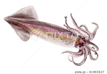 スルメイカの手描き水彩画 スルメイカの手描き水彩画 81965627