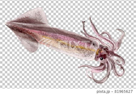 スルメイカの手描き水彩画 スルメイカの手描き水彩画 81965627