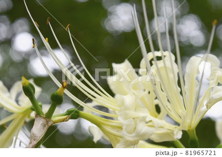 彼岸花 彼岸花 81965721
