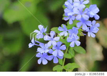 ブルーの瑠璃茉莉（ルリマツリ）の花 81965898