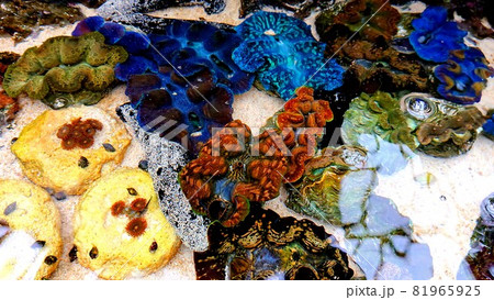 美ら海を彩るカラフルなシャコガイたち 81965925