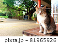 ベンチの上でこちらを眺めるネコ 81965926