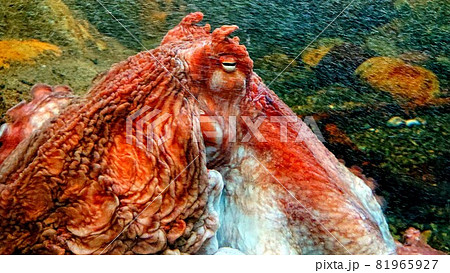 小樽水族館のドン～ミズダコ～ 81965927