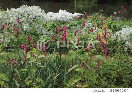 初秋の公園に咲くオオケタデ（タデ科イヌタデ属）の赤い花 81966104