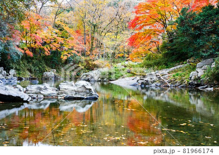 埼玉県嵐山町　嵐山渓谷の紅葉 81966174