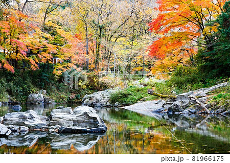埼玉県嵐山町　嵐山渓谷の紅葉 81966175